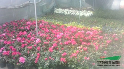 杭州蕭山花市不溫不火 盆栽花卉競相爭艷 